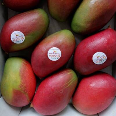 Mango Siciliano – Box Risparmio Mango Siciliano – Box Risparmio