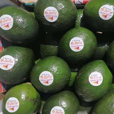 Avocado Siciliano – Box Risparmio Avocado Siciliano – Box Risparmio