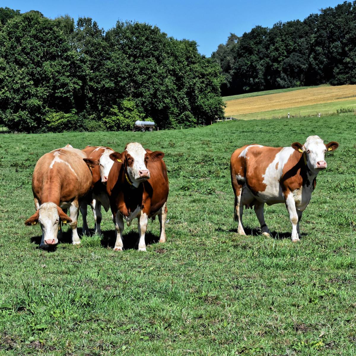 Logo di Azienda Agricola BoVarese Logo di Azienda Agricola BoVarese
