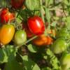 Datterino rosso