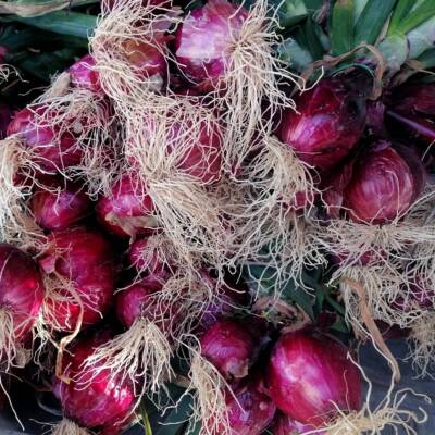 Cipolla Rossa fresca a mazzi Cipolla Rossa fresca a mazzi