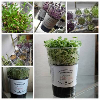 Microgreens misti – 6 diverse varietà Microgreens misti – 6 diverse varietà