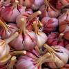 Aglio Rosso Siciliano 3 teste