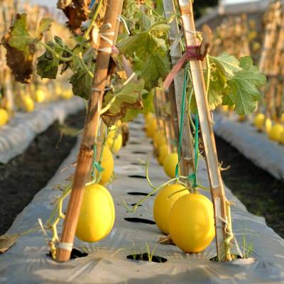 Melone Gialletto Invernale Siciliano – Box Risparmio