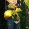 Limone Femminello Comune di Calabria con Buccia Edibile