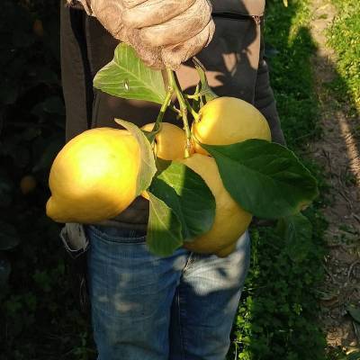 Limone Femminello Comune di Calabria con Buccia Edibile