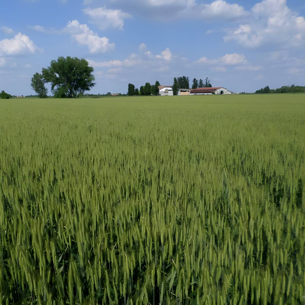 Logo di Azienda Agricola Azzoni Davide 