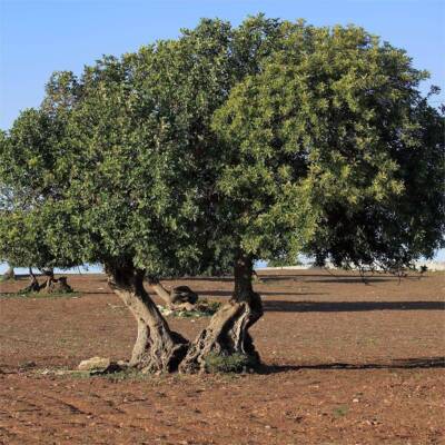 Esperienza sensoriale tra i Carrubi Ultracentenari a Modica