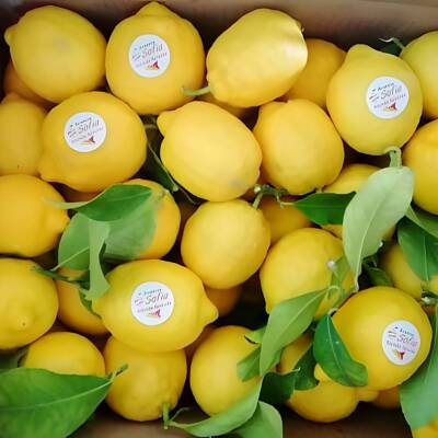 Limone Giallo Estivo Siciliano